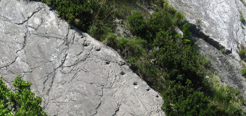 SIROLO, SPUNTANO TRACCE DI ANTICO RETTILE MARINO