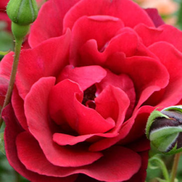 PAZZO AUTUNNO, FIORISCONO LE ROSE, CRISANTEMI IN RITARDO