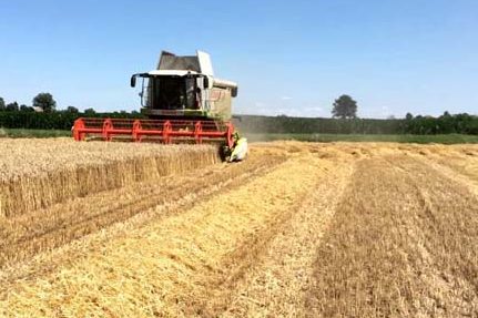 AL VIA LA TREBBIATURA TRA SICCITA’ E CARO GASOLIO: CROLLO DEL GRANO