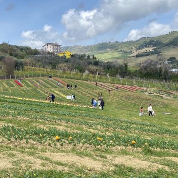 DOMENICA TRA I TULIPANI