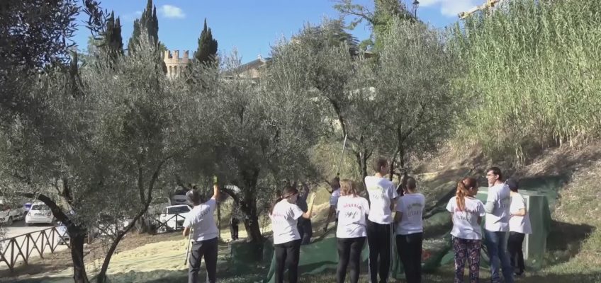 A TOLENTINO SI RACCOLGONO LE OLIVE DEL COMUNE