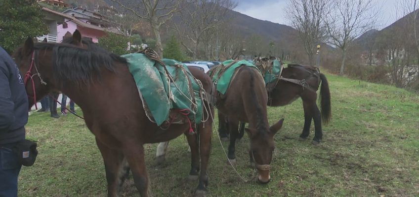 MULI E CAVALLI DEL CATRIA PER LA RACCOLTA DELLA LEGNA DAI FIUMI