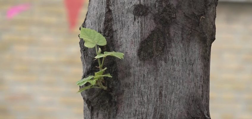 A MORROVALLE COCCINELLE PER FERMARE I PIDOCCHI DELLE PIANTE