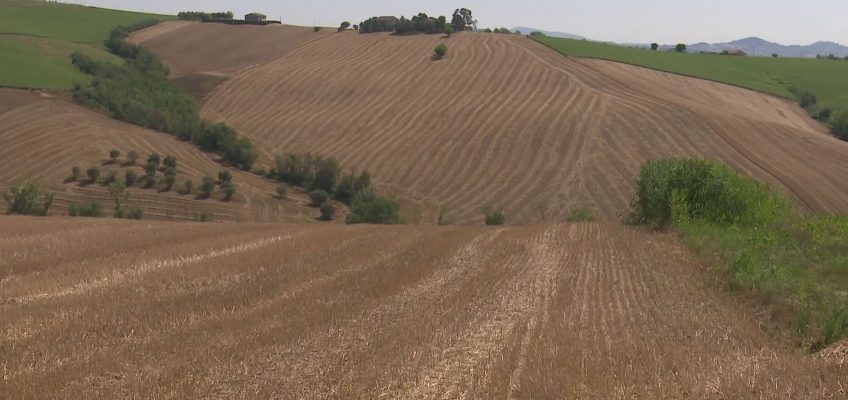 TREBBIATURA 2024: GRANO DI QUALITA’