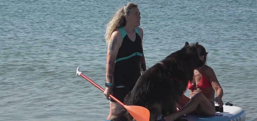 ABBAIA FLAMINIA: LA SPIAGGIA PER CANI DI PESARO