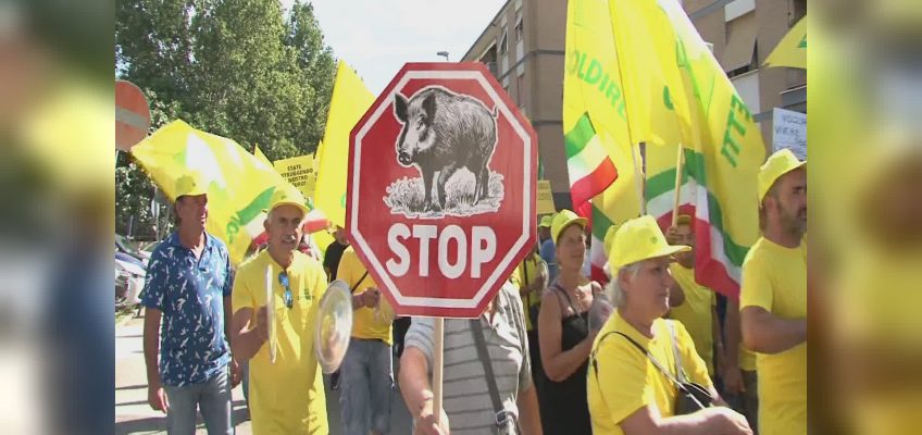 PROTESTA IN REGIONE PER LO STOP ALL’INVASIONE DEI CINGHIALI