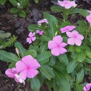 LA SETTIMANA DELLA CULTURA A PEGLIO, CON PROTAGONISTI I FIORI