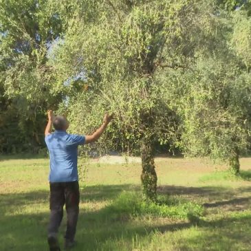 OLIVE, STAGIONE AL TOP PER QUANTITA’ E QUALITA’