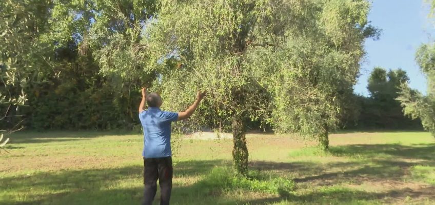 OLIVE, STAGIONE AL TOP PER QUANTITA’ E QUALITA’