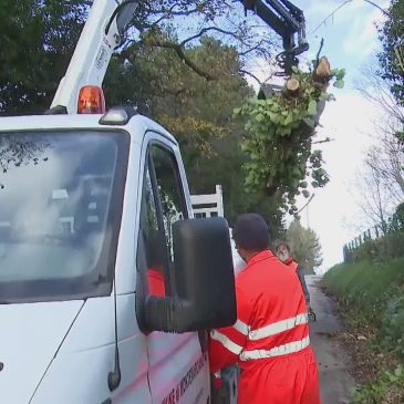 Danni e maltempo, albero piomba sulla palazzina